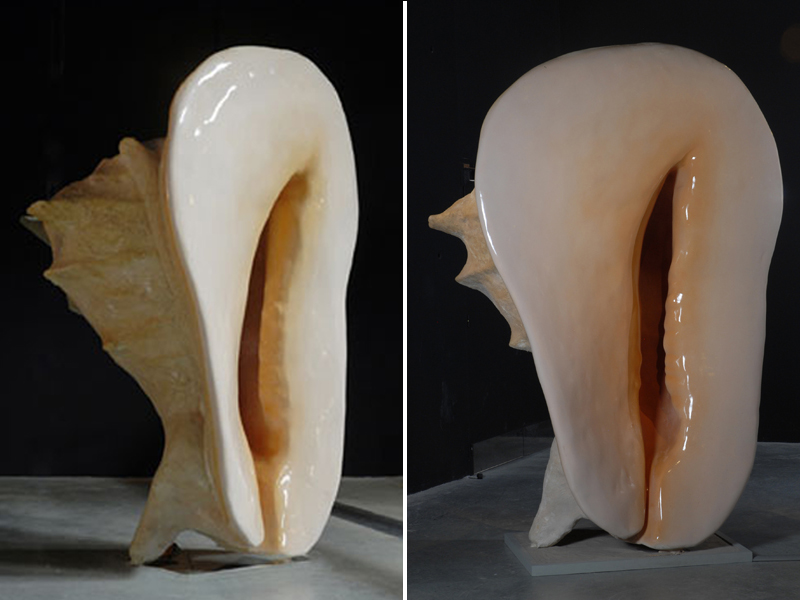 coquillage